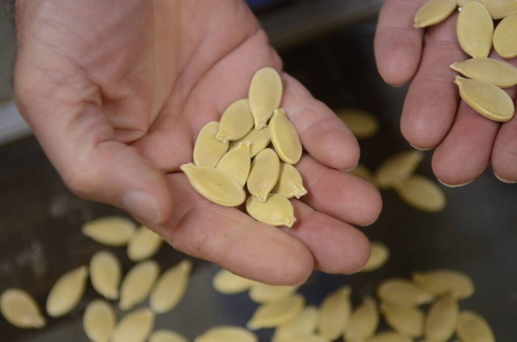 Les graines de citrouille grillées agissent sur la santé de la peau, des cheveux et des ongles Les graines de citrouille contiennent des acides gras essentiels, du zinc, de la vitamine A et de la vitamine E